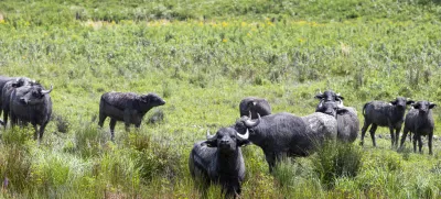 ﻿- vodni bivoli- Naravni rezervat Ormoške lagune; Ormoške lagune so 55 hektarjev veliko mokrišče antropogenega nastanka, ki leži na območju rečnega ekosistema Drave ob Ormoškem jezeru.- 02.08.2019 – Občina Ormož – reportaža za rubriko Neodkrita mesta //FOTO: Matjaž Rušt