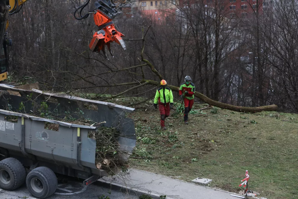 13.01.2025. odvoz dreves iz grajskega hriba s helikopterjem. foto: Bojan Velikonja 