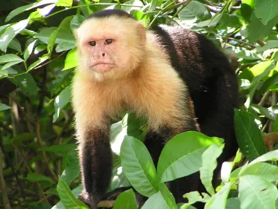 Capuchin monkey in Costa Rican jungle