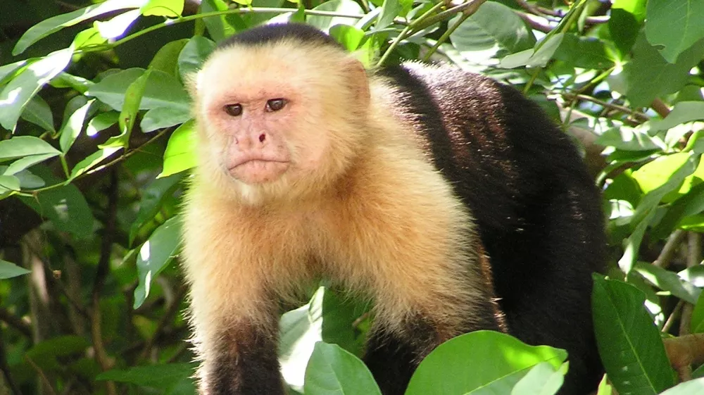 Capuchin monkey in Costa Rican jungle