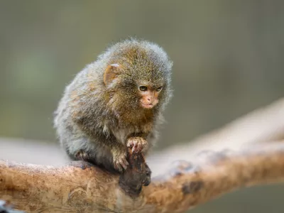 Pritlikava marmozetka med postankom na veji. / Foto: Istock