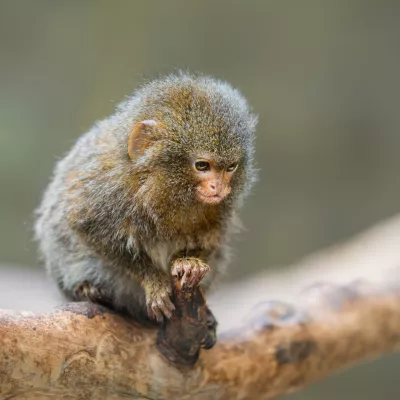 Pritlikava marmozetka med postankom na veji. / Foto: Istock