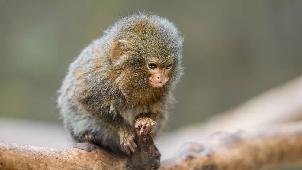 Pritlikava marmozetka med postankom na veji. / Foto: Istock