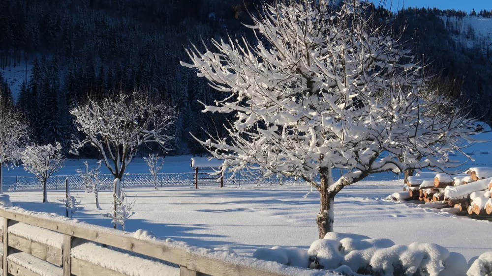 Zima, sneg, sonce Foto: Tatjana Pihlar