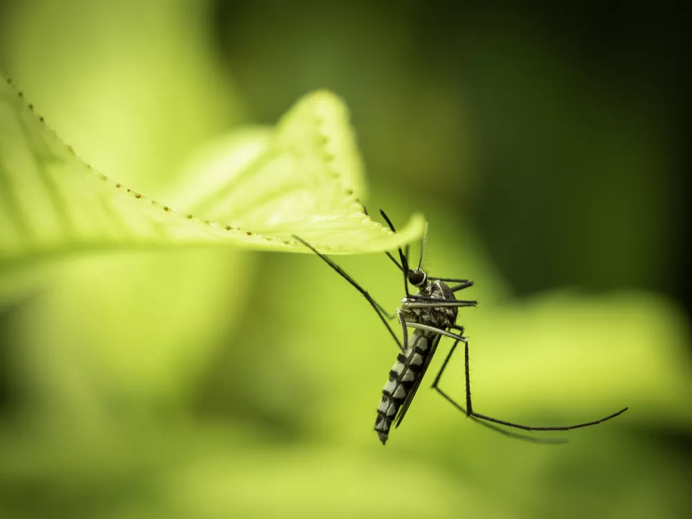 Egipčanski komar / Foto: Istock