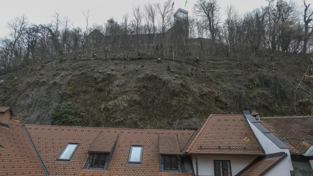 20.01.2025- Grajski hrib, Grajski grič, Ljubljanski grad, posek - sečnja - Tisa - Foto: Luka Cjuha