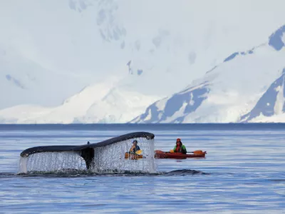 WILHELMINA BAY, ANTARCTICA, FEBRUARY 02, 2017: Humpback whale tail with kayak, boat or ship, showing on the dive, Antarctic Peninsula, Antarctica