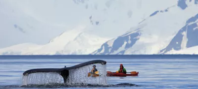 WILHELMINA BAY, ANTARCTICA, FEBRUARY 02, 2017: Humpback whale tail with kayak, boat or ship, showing on the dive, Antarctic Peninsula, Antarctica