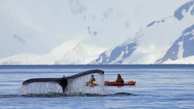 WILHELMINA BAY, ANTARCTICA, FEBRUARY 02, 2017: Humpback whale tail with kayak, boat or ship, showing on the dive, Antarctic Peninsula, Antarctica