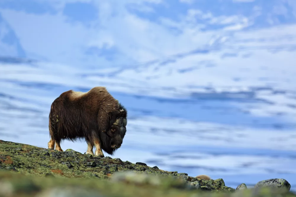 Big animal in the winter mountain. Musk Ox, Ovibos moschatus, with mountain and snow in the background, animal in the nature habitat, Greenland. Winter scene with snow.