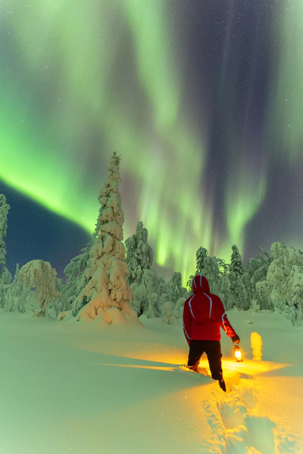 Winter night view of a man with lantern admiring northern lights above the snowy forest, Lapland, Finland, Scandinavia