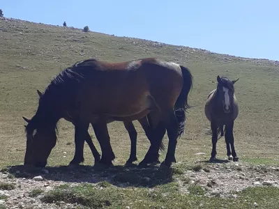 Bjeašnica, konjii