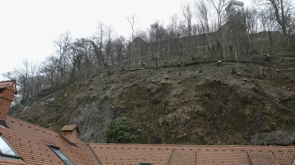 20.01.2025- Grajski hrib, Grajski grič, Ljubljanski grad, posek - sečnja - Tisa - Foto: Luka Cjuha