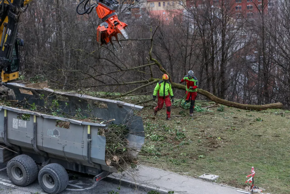 - spravilo dreves na kamione,- 13.01.2024. - Sečnja in spravilo oslabljenega lesa na Grajskem hribu v Ljubljani tudi s helikopterjem prvič v Sloveniji.//FOTO: Bojan Velikonja