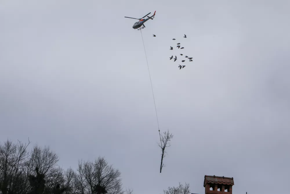 - Helikopter z privezanim drevesom in ptiči,- drevo v zraku, leteče drevo,- 13.01.2024. - Sečnja in spravilo oslabljenega lesa na Grajskem hribu v Ljubljani tudi s helikopterjem prvič v Sloveniji.//FOTO: Bojan Velikonja