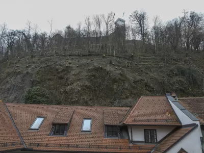 20.01.2025- Grajski hrib, Grajski grič, Ljubljanski grad, posek - sečnja - Tisa - Foto: Luka Cjuha