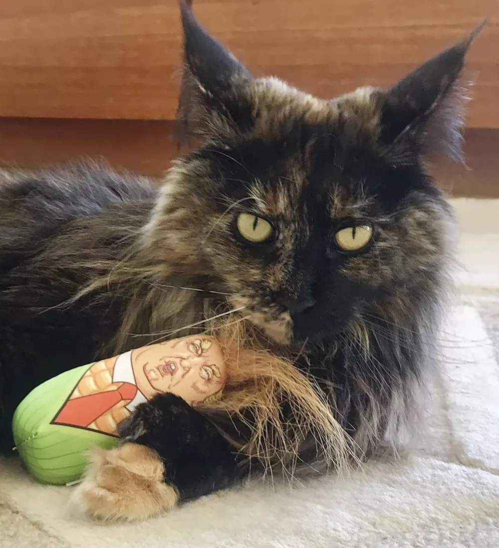 In this photo provided by Margo Neas, her cat, Mittens, plays with a Donald trump toy in Melbourne, Australia, on Jan. 7, 2019. (Margo Neas via AP)