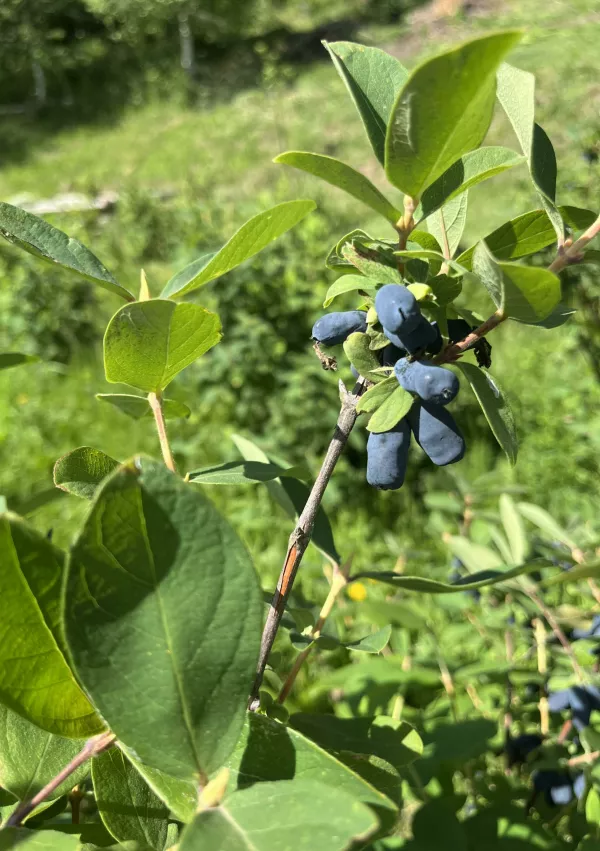 sibirske borovnice, Hiška borovnic / Foto: Osebni Arhiv Hiške Borovnic 