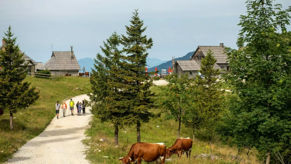 Velika planina / Foto: Velika Planina