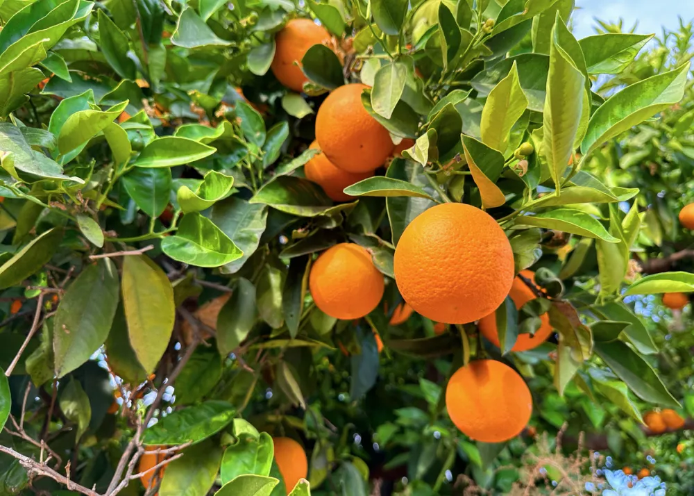 Pomaranče so dale ime barvi. / Foto: Istock