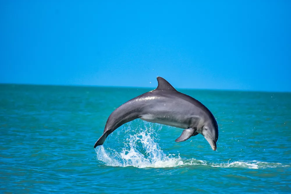 Delfin med skokom / Foto: Istock