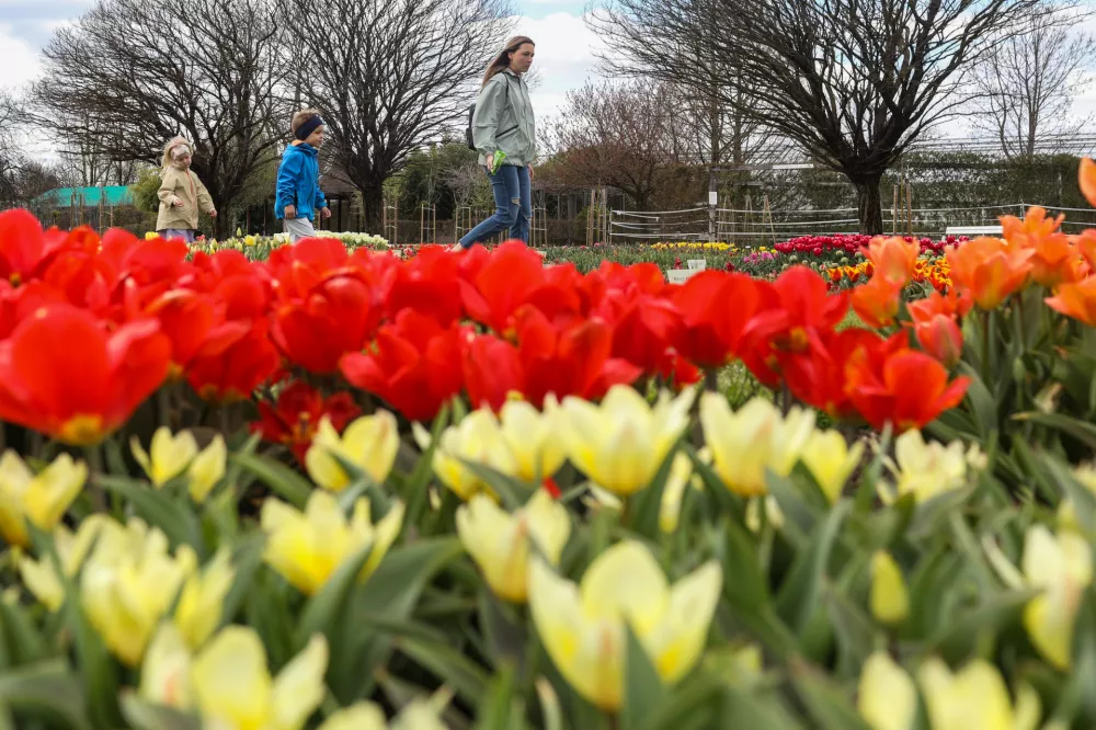 - razstava spomladanskega cvetja in tulipanov -- 18.04.2023 - Arboretum Volčji Potok - //FOTO: Bojan velikonja / Foto: Bojan Velikonja