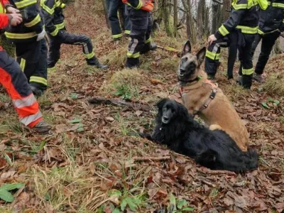 Pogrešanega Dolesa so iskali tudi reševalni psi. 