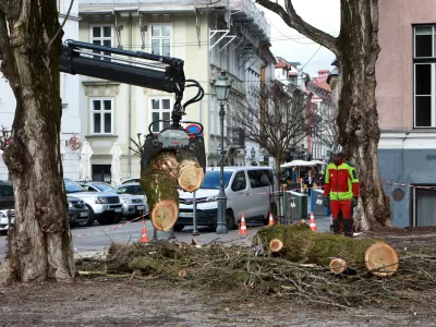 29.01.2025 -posprvljanje dreves Levstikov trgFoto: Tomaž Skale