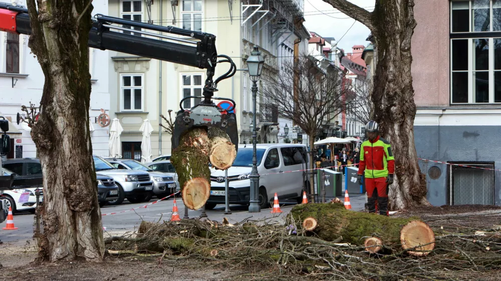 29.01.2025 -posprvljanje dreves Levstikov trgFoto: Tomaž Skale