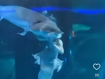 Grozljiv napad ribe na morsko deklico. Foto: Instagram