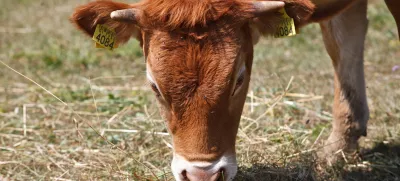 kravareportaža Vipavska dolina//FOTO: Luka Cjuha