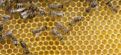 - Čebelarstvo - čebelarji - čebele - //FOTO: Jaka AdamičOPOMBA: ZA OBJAVO V PRILOGI – DNEVNIKOV OBJEKTIV - REPORTAŽA O ČEBELAH