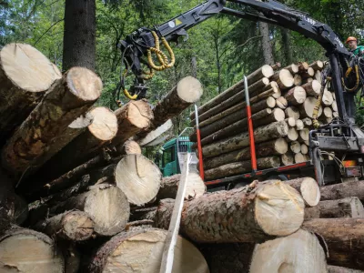 »Ker je EU zamujala z vzpostavitvijo informacijskega sistema, nihče natančno ni vedel, kako ravnati, če bo neka žaga dobila različne vrste lesa,« je povedala direktorica Gozdarskega inštituta Slovenije Nike Krajnc. Foto: Luka Cjuha 