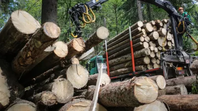 »Ker je EU zamujala z vzpostavitvijo informacijskega sistema, nihče natančno ni vedel, kako ravnati, če bo neka žaga dobila različne vrste lesa,« je povedala direktorica Gozdarskega inštituta Slovenije Nike Krajnc. Foto: Luka Cjuha 