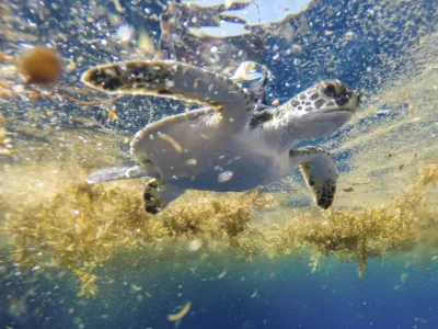 This photo provided by researchers shows a young green sea turtle released with a satellite tag swimming in sargassum seaweed offshore of Venice, La., on June 2, 2015. The photo was made with protected species permit NMFS 19508. (Gustavo Stahelin via AP)