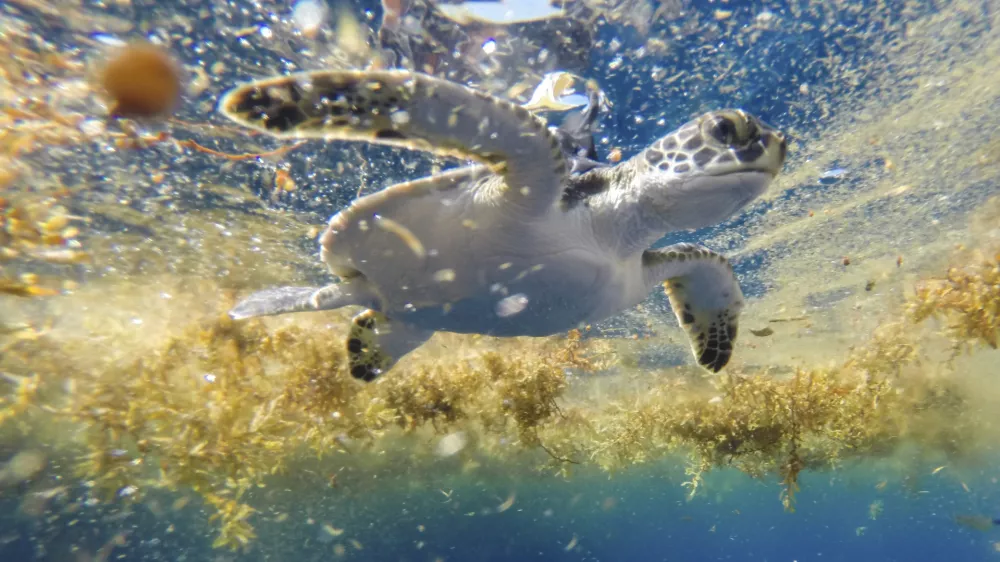 This photo provided by researchers shows a young green sea turtle released with a satellite tag swimming in sargassum seaweed offshore of Venice, La., on June 2, 2015. The photo was made with protected species permit NMFS 19508. (Gustavo Stahelin via AP)