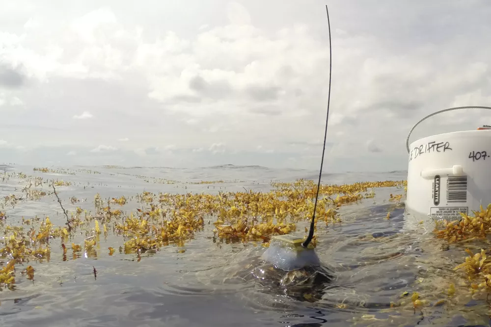 This photo provided by researchers shows a young hawksbill turtle with a satellite tag swimming in sargassum seaweed next to a drifting buoy device also released offshore of Venice, La., on June 2, 2015. The photo was made with protected species permit NMFS 19508. (Gustavo Stahelin via AP)