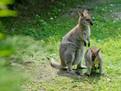 kenguru, ZOO - Živalski vrt Ljubljana 2012 - rojstva novih živali - mladiči//FOTO: Tomaž Zajelšnik