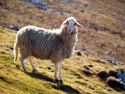 Vrh Vajnež ovca planina