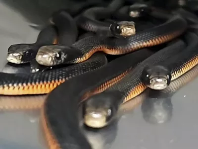 In this photo provided by Cory Kerewaro, red-belly black snakes are contained in a bucket after 102 of the reptiles were captured from a suburban Sydney yard, on Jan. 31, 2025. (Cory Kerewaro via AP)