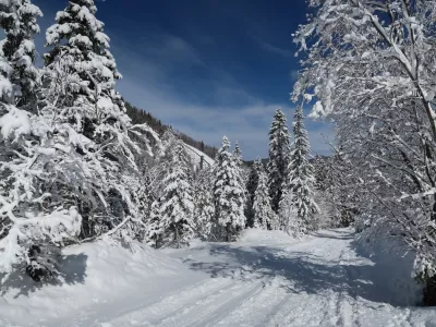 Zima, sneg, sonce, narava Foto: Tatjana Pihlar