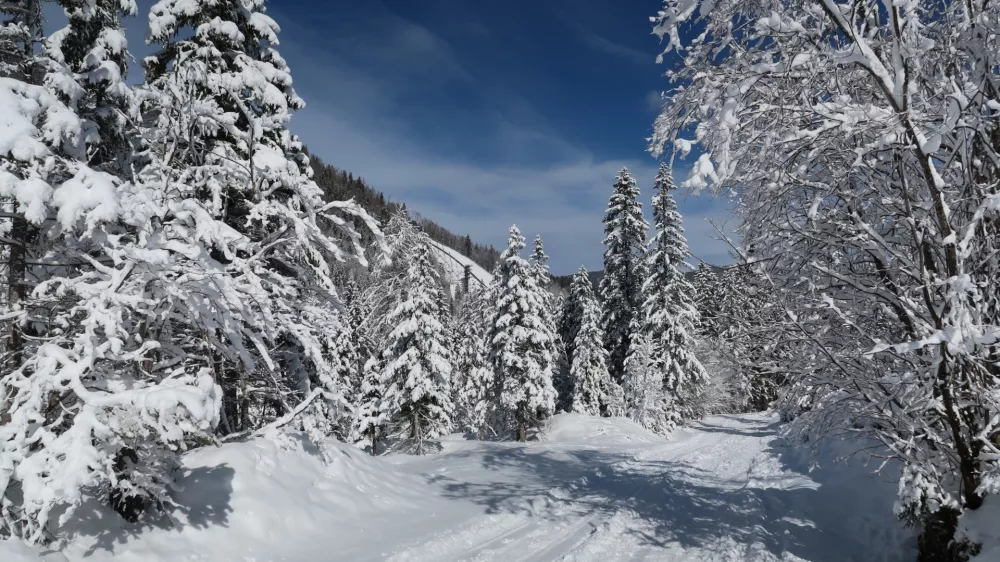 Zima, sneg, sonce, narava Foto: Tatjana Pihlar