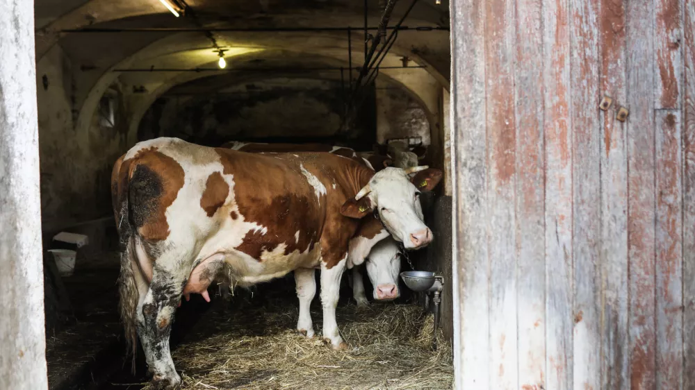 - Krave, štala, živinoreja.- 25.03.2023 – Zgornje Gameljne - Kmetija Franca Junkerja - šestošolec Aleksej po pouku najraje obišče Frančevo kmetijo in mu pomaga pri oskrbi krav in drugih kmečkih opravilih - //FOTO: Bojan Velikonja