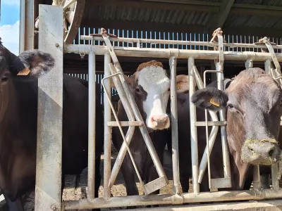 Belgija, bolezen modrikastega jezika, govedo. Foto: osebni arhiv Barbare Beci