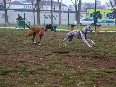 ﻿- 14.12.2015 - Pasji park Župančičeva jama v Ljubljani - pasje igrišče med Vilharjevo in Železno cesto, nasproti železniškega podhoda  - pes - psi  //FOTO: Bojan Velikonja