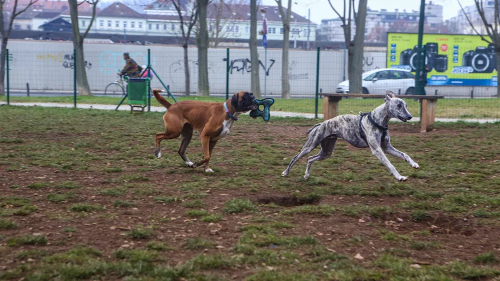 ﻿- 14.12.2015 - Pasji park Župančičeva jama v Ljubljani - pasje igrišče med Vilharjevo in Železno cesto, nasproti železniškega podhoda  - pes - psi  //FOTO: Bojan Velikonja