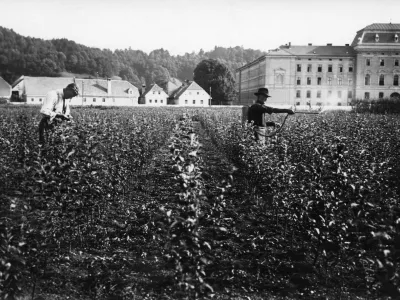 Neznani avtor, drevesnica Kmetijske družbe na Poljanah, v ozadju Kralja Petra vojašnica, znana tudi kot »Roška vojašnica«, Ljubljana, med obema svetovnima vojnama.Hrani: Muzej novejše in sodobne zgodovine Slovenije.