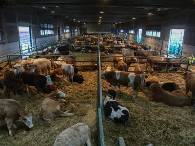 ﻿- 21.12.2018 – Pristanišče Luka Koper - Terminal za živino - trgovina z živimi živalmi – //FOTO: Luka Cjuha.