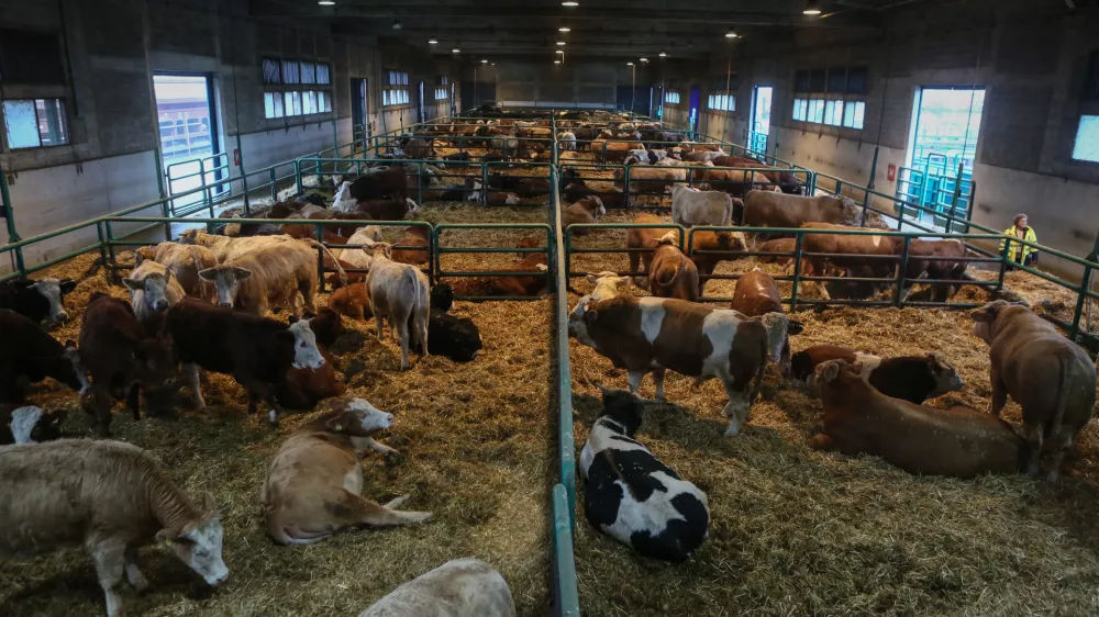 ﻿- 21.12.2018 – Pristanišče Luka Koper - Terminal za živino - trgovina z živimi živalmi – //FOTO: Luka Cjuha.