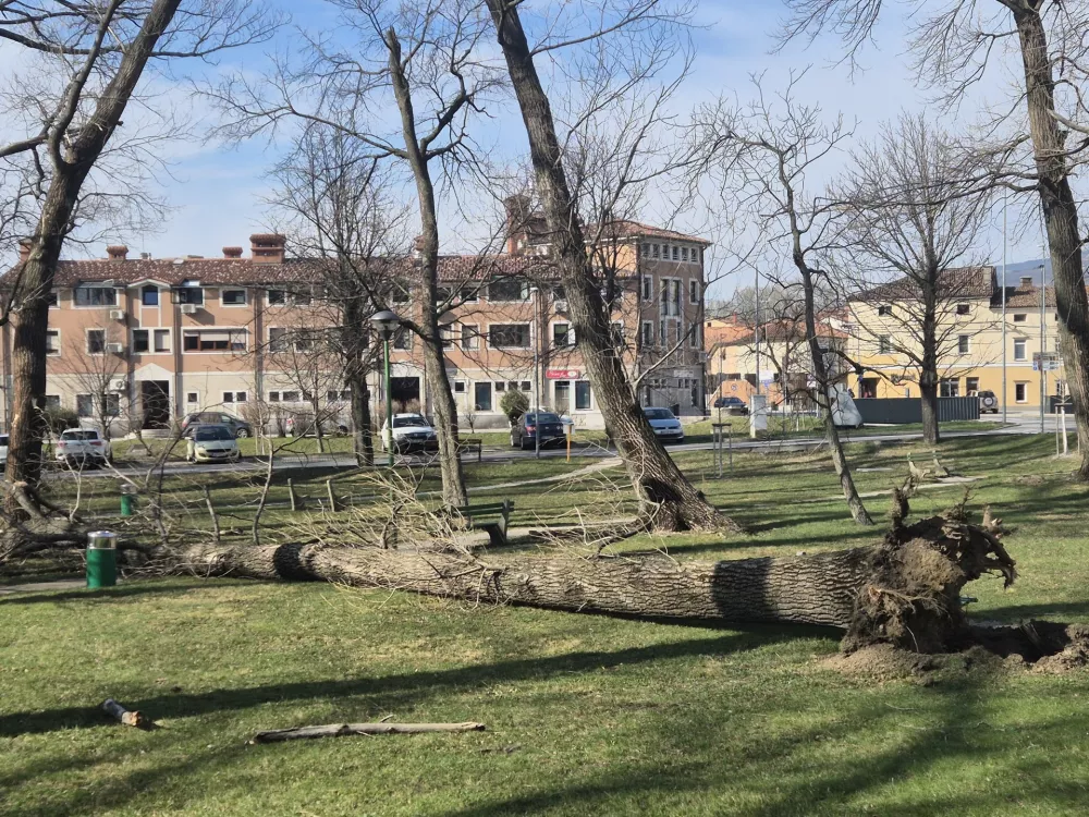 Burja. Ajdovščina. Podrto drevo.